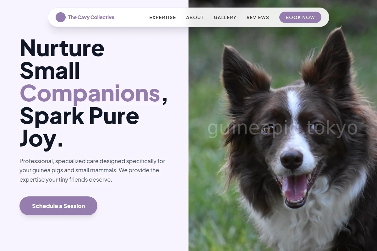 Paws Pet Services